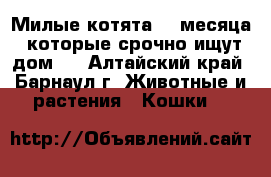 Милые котята, 3 месяца, которые срочно ищут дом.  - Алтайский край, Барнаул г. Животные и растения » Кошки   